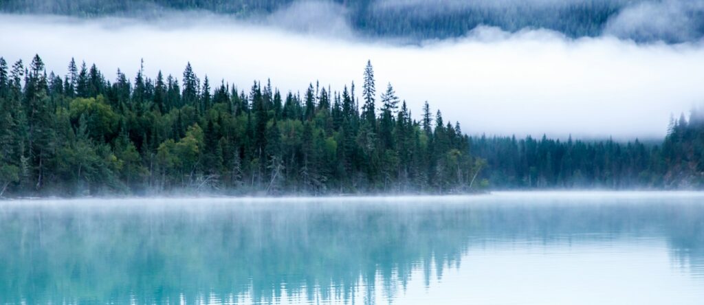 body of water surrounding with trees